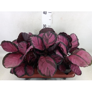 Calathea roseopicta 'Crimson'