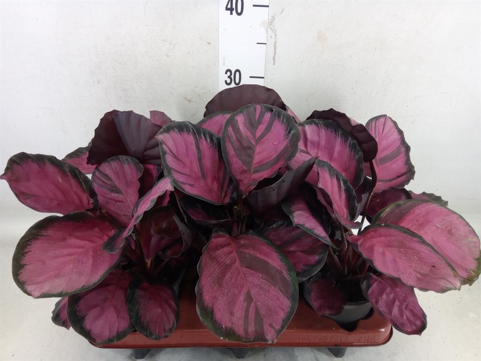<h4>Calathea roseopicta 'Crimson'</h4>