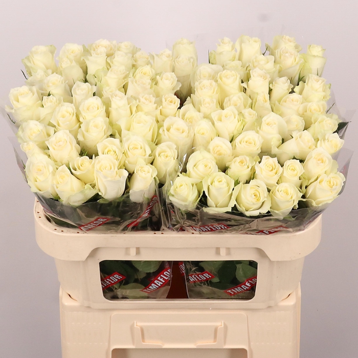 <h4>R GR ALBATROS</h4>