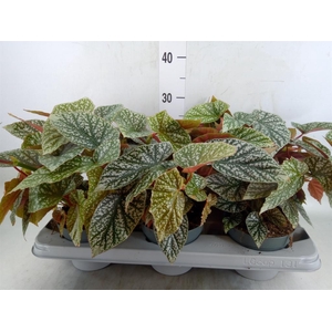 Begonia maculata