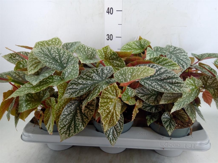 <h4>Begonia maculata</h4>