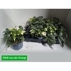 HELL VIV VIVIANA P17 20+