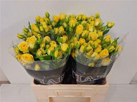 <h4>R Tr Marisa</h4>