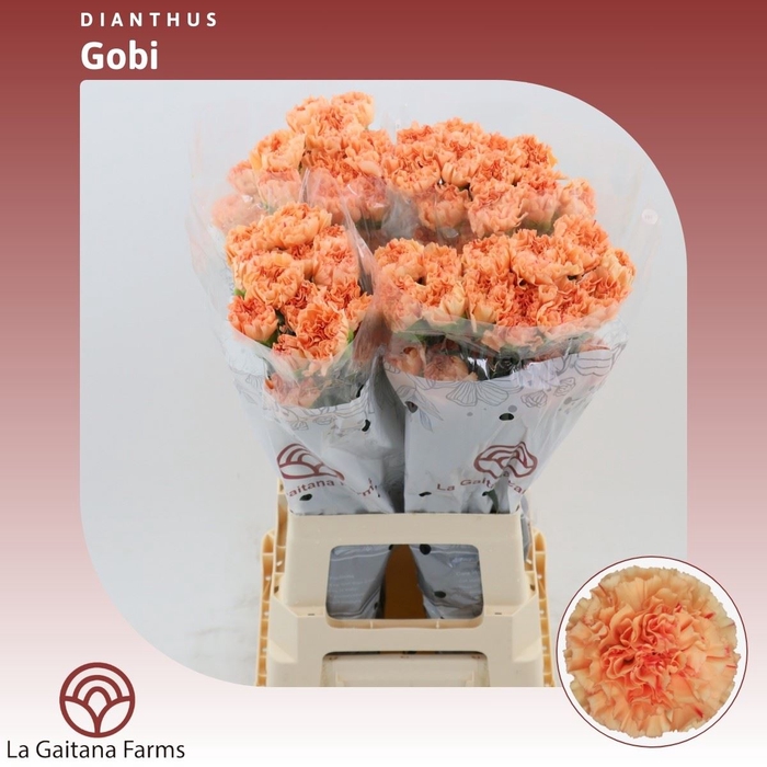 <h4>Dianthus St Gobi</h4>