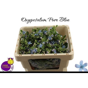 OXY CO TAN PURE BLU 45 CM