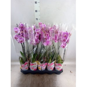 Phalaenopsis   ...rose