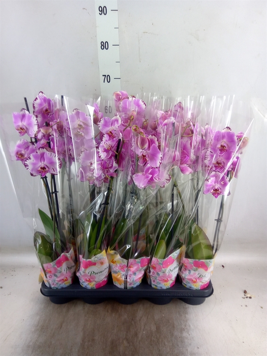 <h4>Phalaenopsis   ...rose</h4>