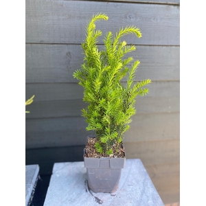Taxus media 'Hillii' P17