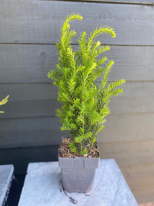 <h4>Taxus media 'Hillii' P17</h4>