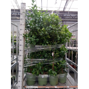 Ficus microcarpa 'Moclame'