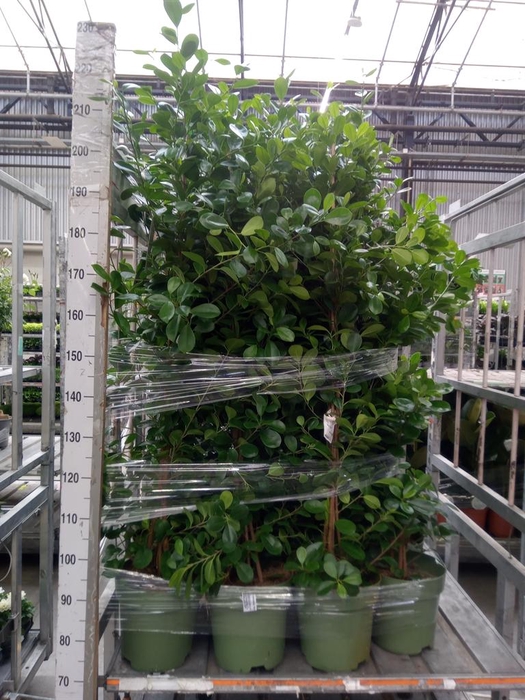 <h4>Ficus microcarpa 'Moclame'</h4>