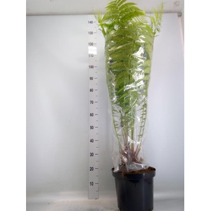 Dicksonia antarctica