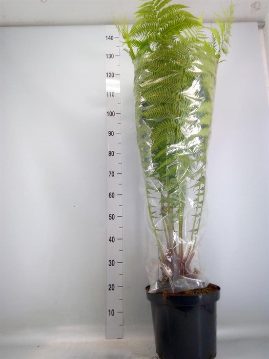 <h4>Dicksonia antarctica</h4>