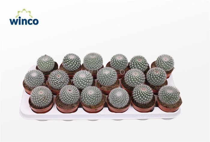 <h4>Mammillaria Hahniana</h4>