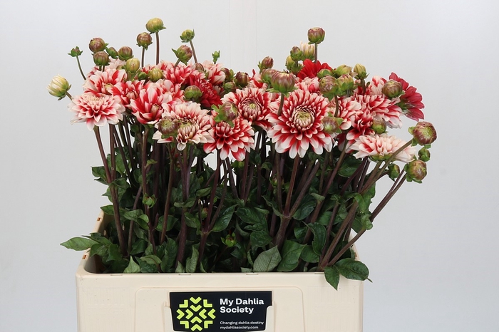 <h4>Dahlia Nagano</h4>