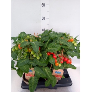 Solanum lycopersicum   ...