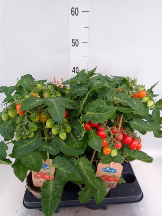 <h4>Solanum lycopersicum   ...</h4>