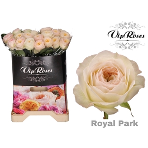 R GR ROYAL PARK x 20