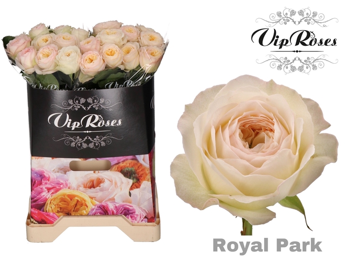 R GR ROYAL PARK x 20