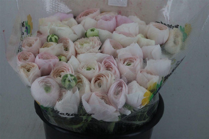 <h4>Ran Cloni Ex Hanoi</h4>