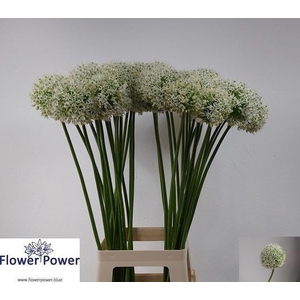 Allium White Giant
