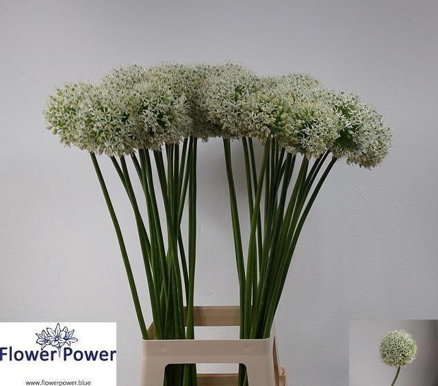 <h4>Allium White Giant</h4>
