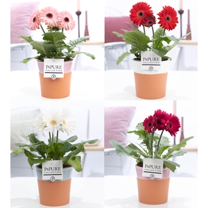 Gerbera belicht 2+ in Pure terra cotta keramiek