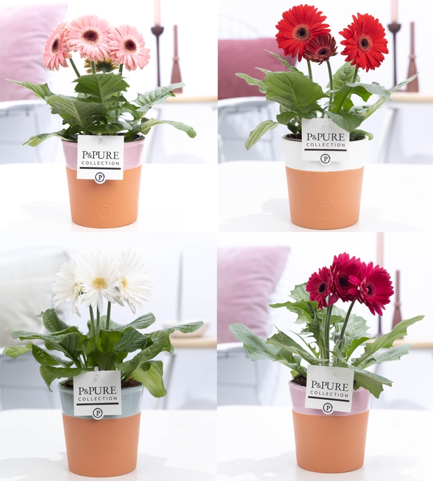<h4>Gerbera belicht 2+ in Pure terra cotta keramiek</h4>