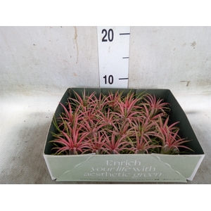 Tillandsia
