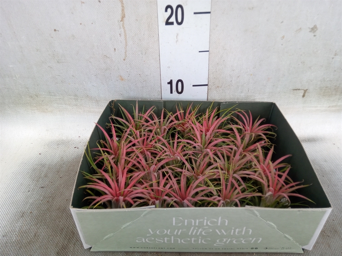 <h4>Tillandsia</h4>