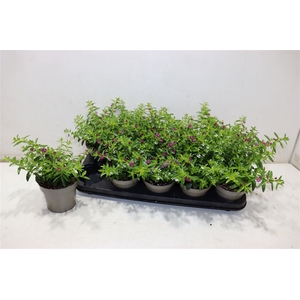 Cuph Hyssopifolia