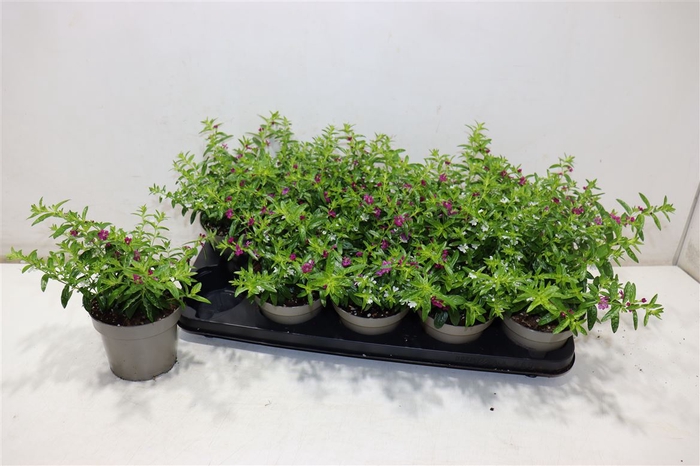 <h4>Cuph Hyssopifolia</h4>