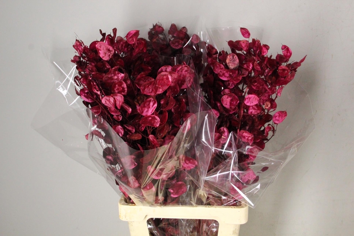 <h4>DF Lunaria Bs Bordeaux</h4>