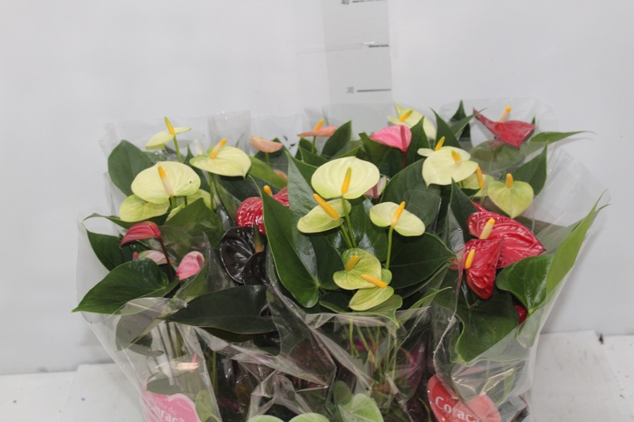 <h4>ANTHURIUM VARIADO P09</h4>