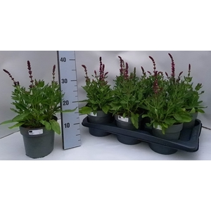 SALVIA NEMOROSA