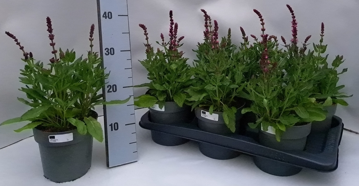 <h4>SALVIA NEMOROSA</h4>