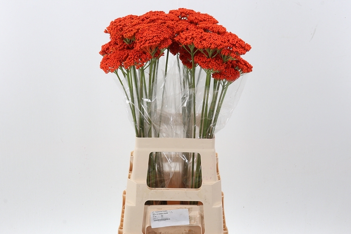 <h4>Achil KLB Orange Prairie</h4>