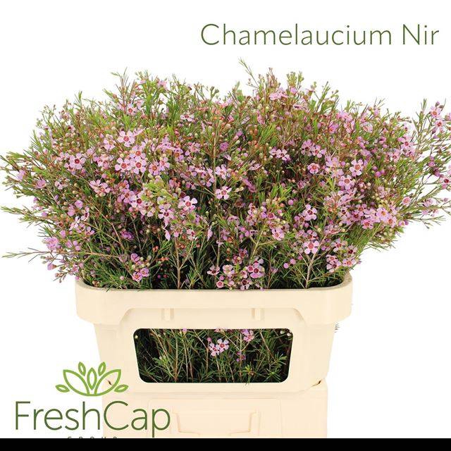 <h4>CHAME UN EARLY NIR</h4>
