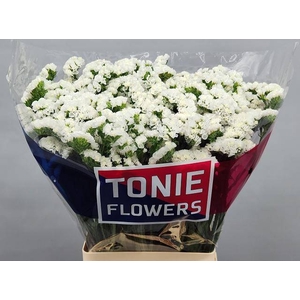 Statice White Starlight Wings Tonie