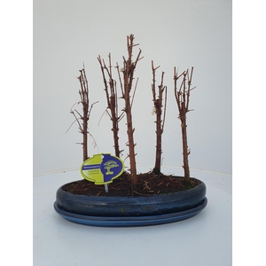 Metasequoia glyptostroboides, 30 cm., group 5 stem, with driptray