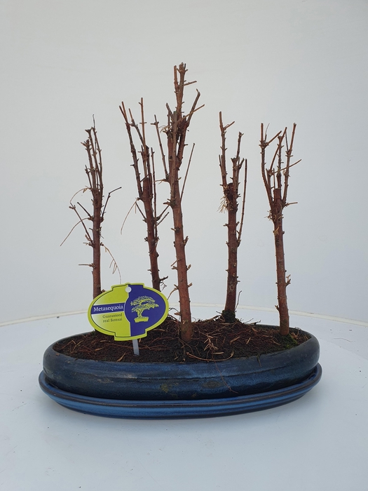 <h4>Metasequoia glyptostroboides, 30 cm., group 5 stem, with driptray</h4>