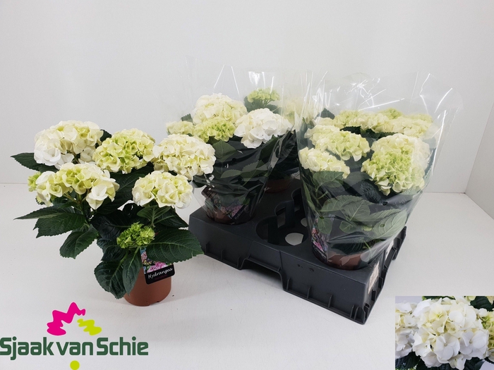 <h4>HYDR M HI ICE</h4>