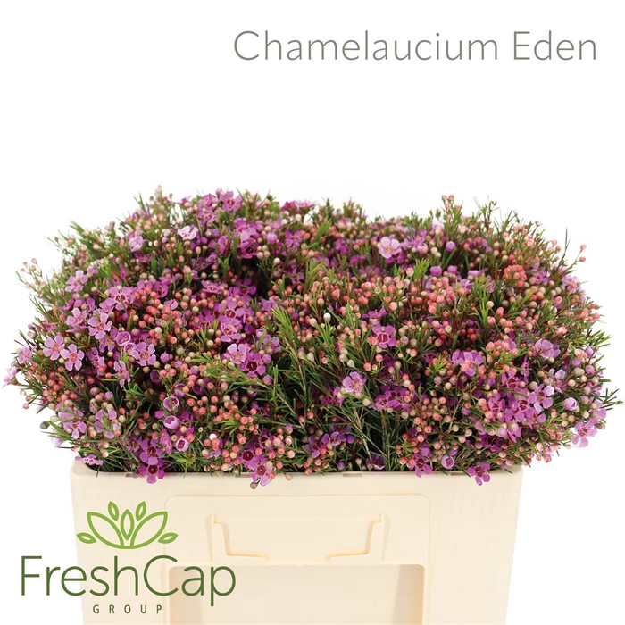 <h4>Chamelaucium Eden</h4>