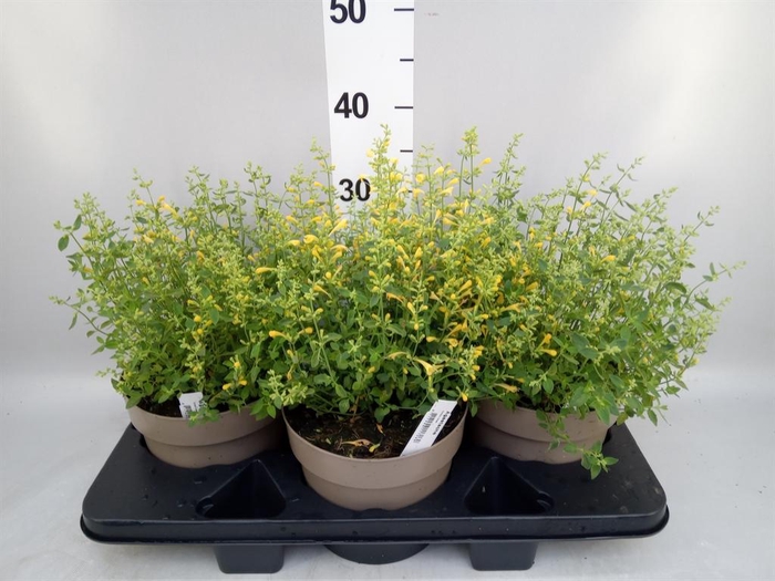 <h4>Agastache mexic.</h4>