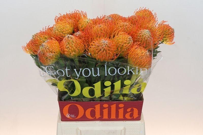 <h4>LEUCO AYOBA SUN</h4>