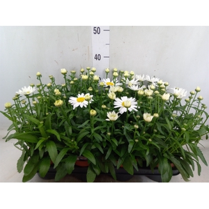 Leucanthemum sup. 'Snow Lady'
