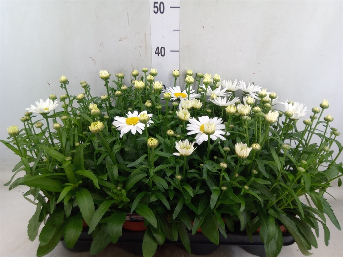 <h4>Leucanthemum sup. 'Snow Lady'</h4>