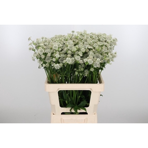 Astrantia Wit Billion Stars