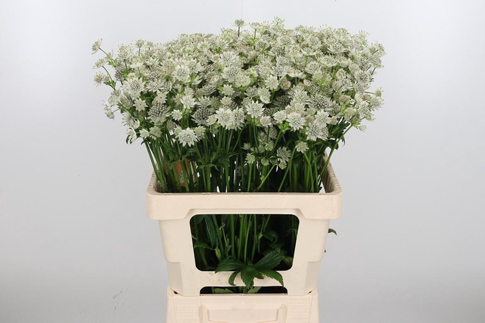 <h4>Astrantia Wit Billion Stars</h4>