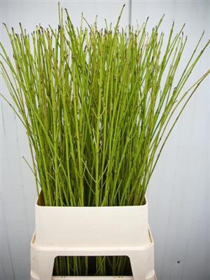 <h4>CORNUS S FLAVIRAMEA</h4>
